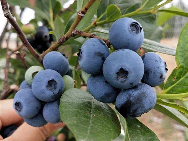萊克西藍莓