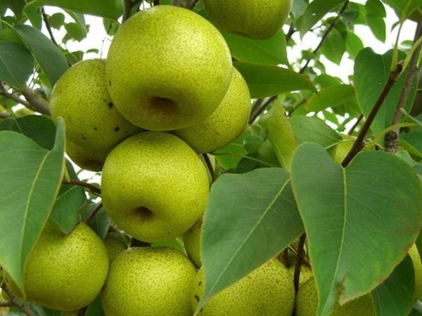 綠寶石梨